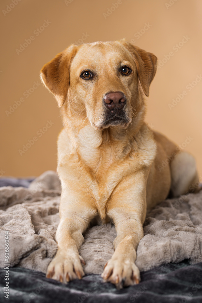 Labrador retriever dog lying on a blanket and looking to camera Labrador retriever dog lying on a blanket and looking to camera
