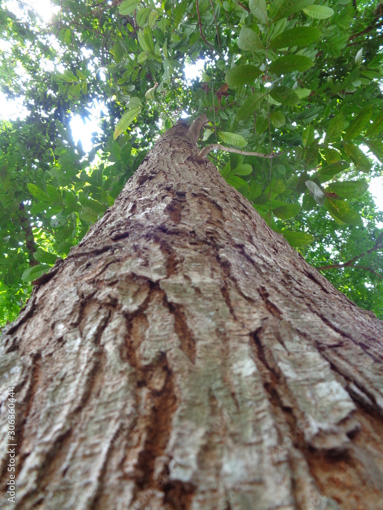bright green leaves tree. mahoni is mahogany indonesian name for tree plant spesies switenia macrophylia - Image bright green leaves tree. mahoni is mahogany indonesian name for tree plant spesies switenia macrophylia - Image