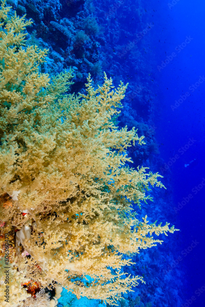 Obraz premium Coral Reef at the Red Sea, Egypt