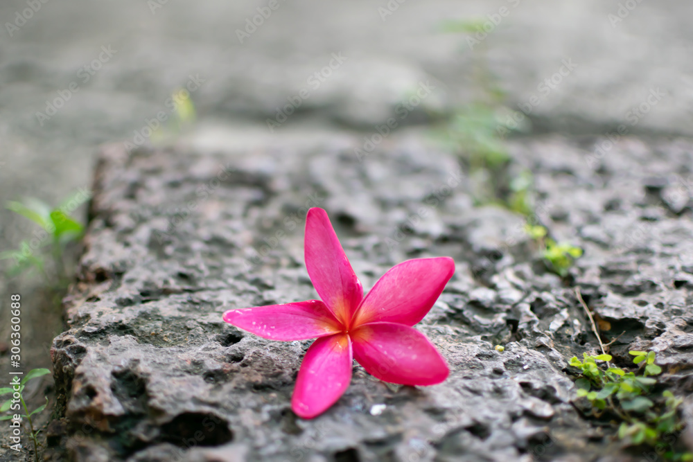 Pink plumeria flowers Laying on brown stones Pink plumeria flowers Laying on brown stones
