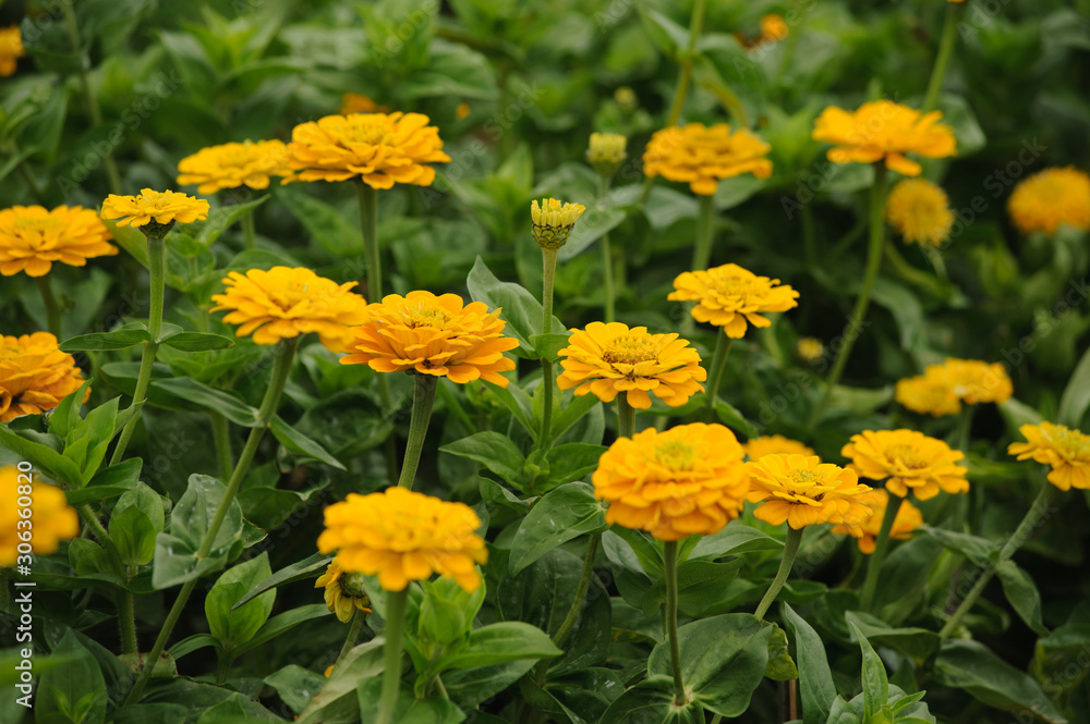 yellow flowers gardening bloom in spring time yellow flowers gardening bloom in spring time