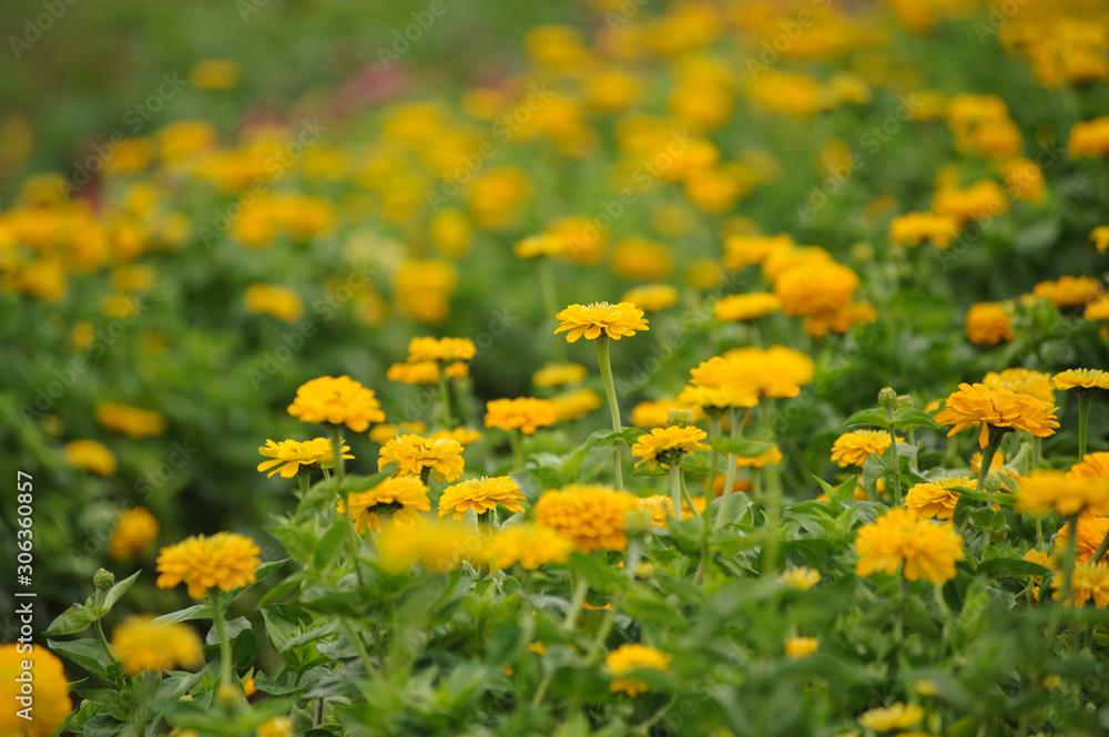 yellow flowers gardening bloom in spring time