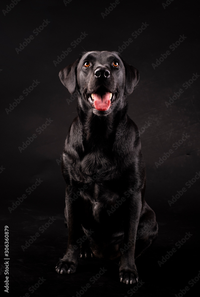 black labrador dog sitting with his tongue out on a black background black labrador dog sitting with his tongue out on a black background