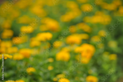 yellow flowers gardening bloom in spring time