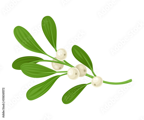 Mistletoe Evergreen Festive Twig Vector Illustration. Seasonal Ornament Concept