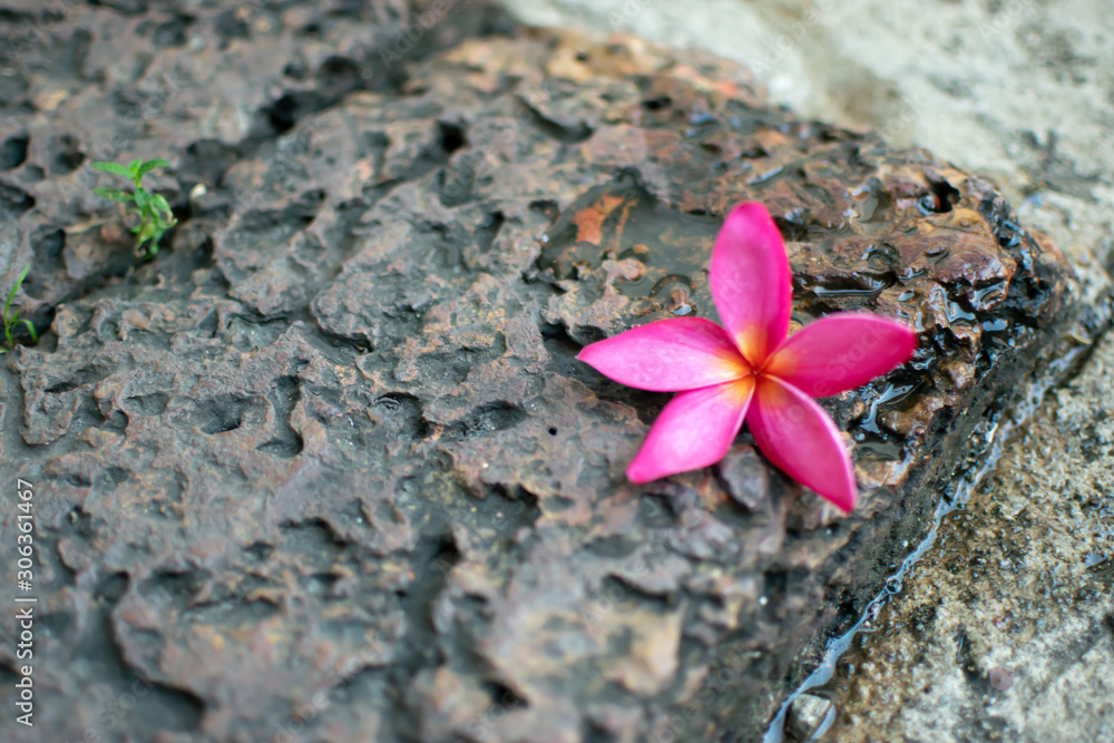 Pink plumeria flowers Laying on brown stones Pink plumeria flowers Laying on brown stones