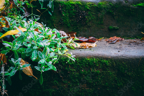 Pflanze an Natur Stein Treppe mit Blättern