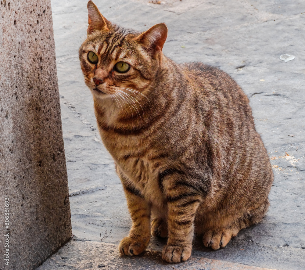 Grey tabby street cat close to wall looking to the left Grey tabby street cat close to wall looking to the left
