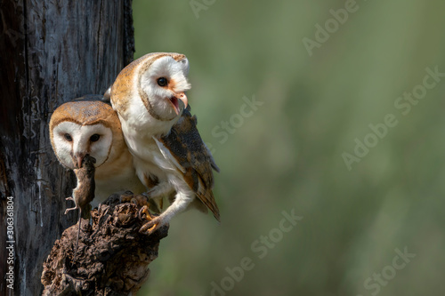 Fototapeta Naklejka Na Ścianę i Meble -  Two Cute and Beautiful Barn owls (Tyto alba) with a prey sitting on a tree stump. Blurry green background. Noord Brabant in the Netherlands. 