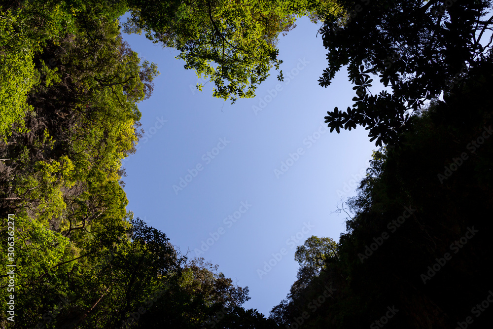 Obraz premium heart shaped tree branches