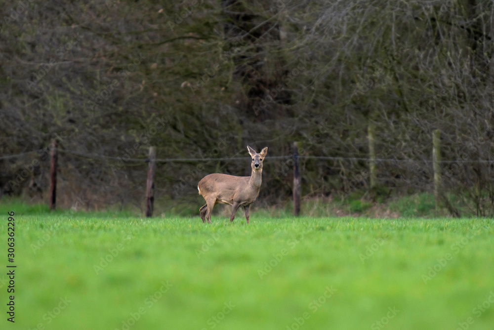 Roe deer in winter fur in meadow. Roe deer in winter fur in meadow.