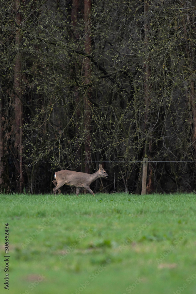 Roe deer in winter fur walking along bushes in meadow. Roe deer in winter fur walking along bushes in meadow.