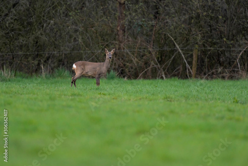 Roe deer in winter fur in countryside.