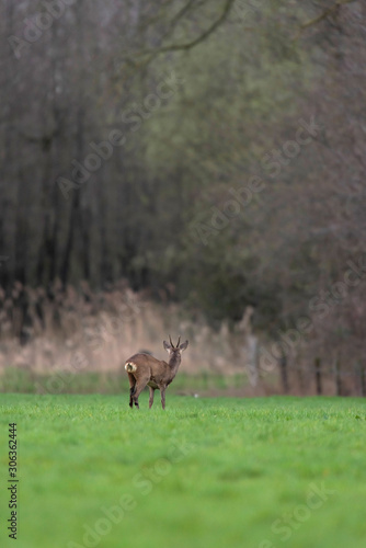 Roebuck in winter fur in countryside. Rear view. © ysbrandcosijn