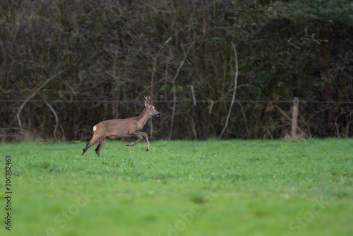 Roebuck in winter fur running in meadow.