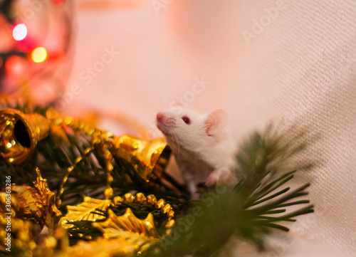 White mouse. symbol of 2020. Garlands  Christmas tree  lanterns. Christmas card. photo on the calendar