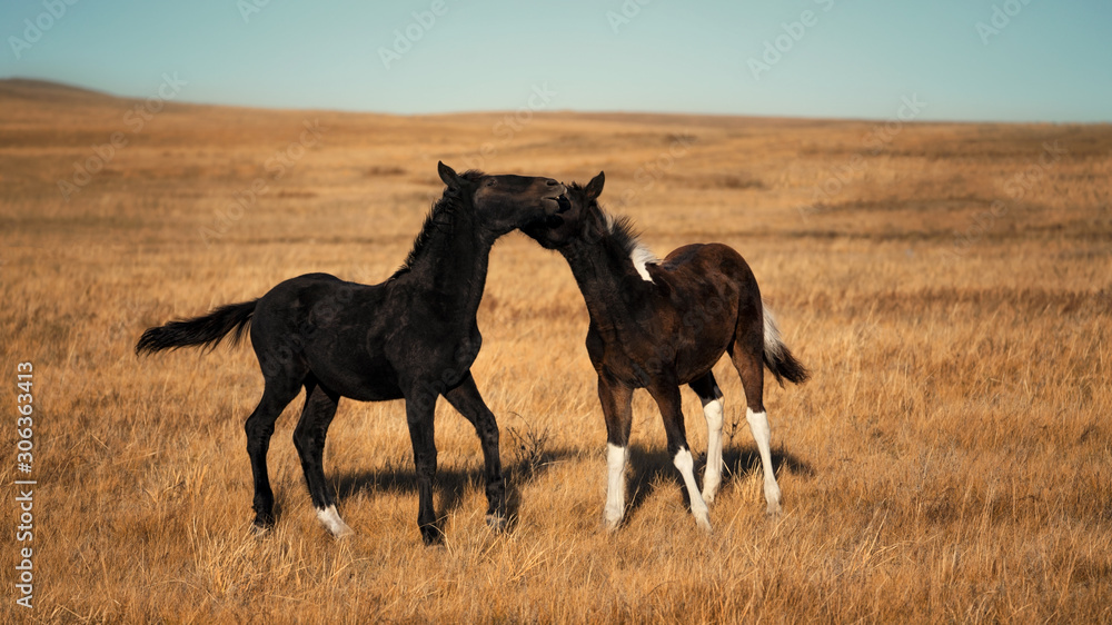 Two horses frolic in the steppe