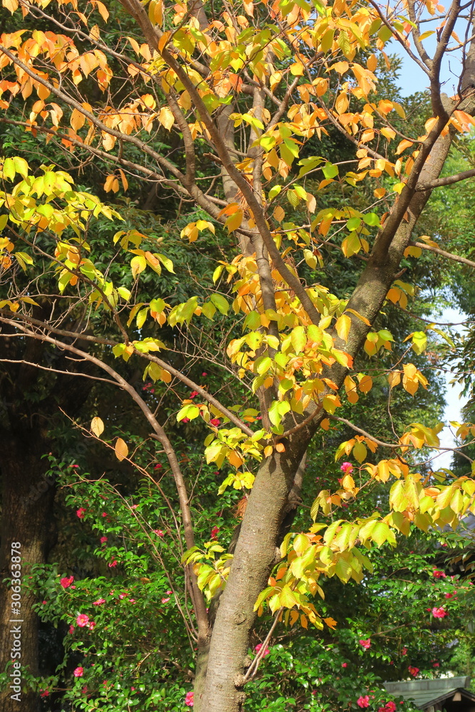 黄葉の木と山茶花のある風景