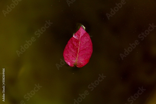Red Flowers on Water