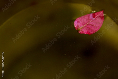Red Flowers on Water