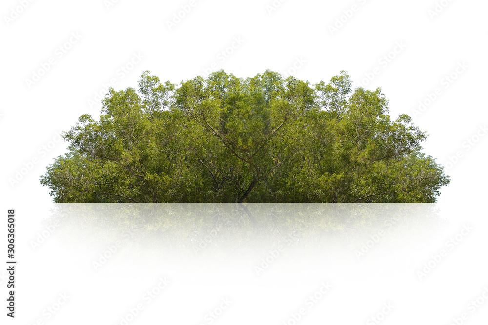 Obraz premium green bush isolated on white background. 