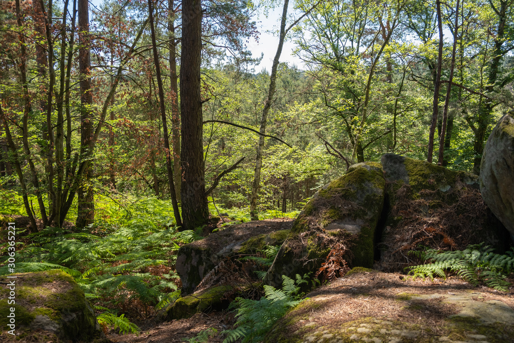 Underwoodsin Fontainebeau forest, France 6 Underwoodsin Fontainebeau forest, France 6