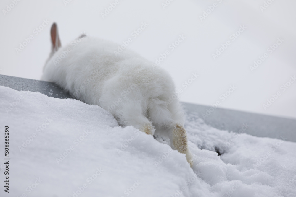 running white rabbit in the snow running white rabbit in the snow