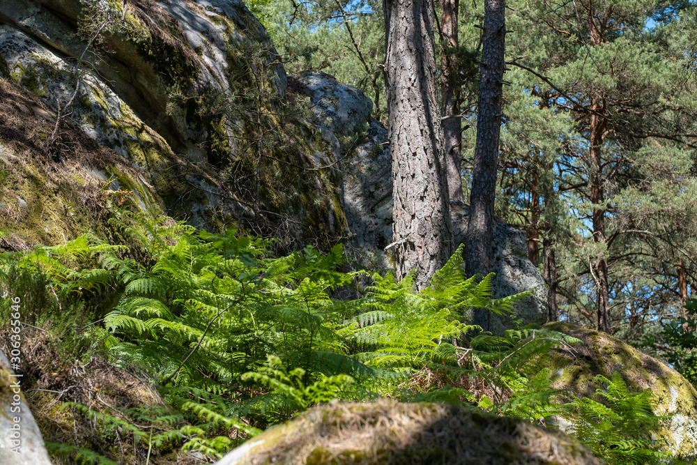Strain in the Fontainebleau forest, France Strain in the Fontainebleau forest, France