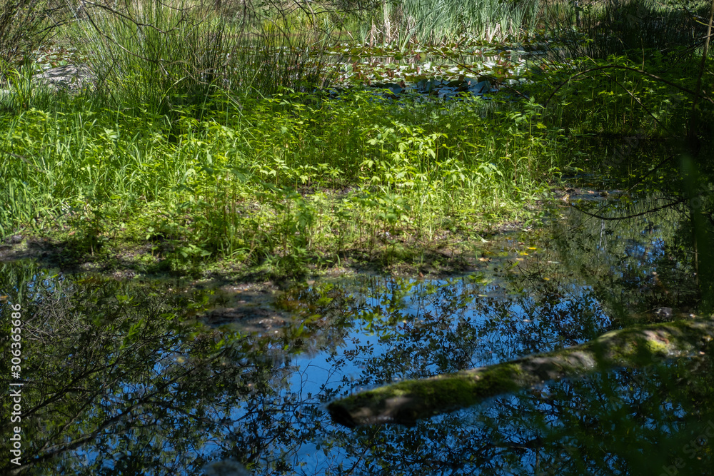 Pond in the forest and lilly, Europe 2 Pond in the forest and lilly, Europe 2