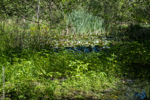 Pond in the forest and lilly  Europe 3