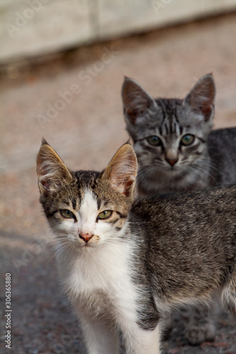 couple of little kittens sitting in boots © mironovm