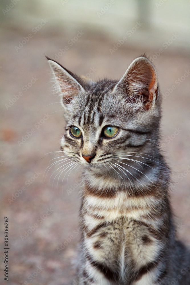 Fototapeta premium Swollen face kitten from Acetaminophen toxicity