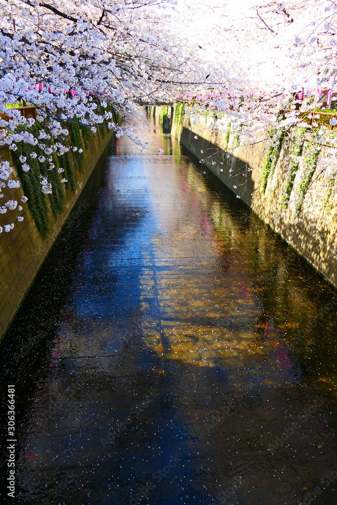 目黒川桜祭り。目黒区　東京　日本。４月上旬。
