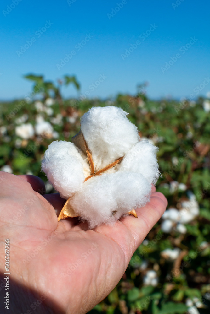 Plantations of organic fiber cotton plans with white buds ready for harvest Plantations of organic fiber cotton plans with white buds ready for harvest