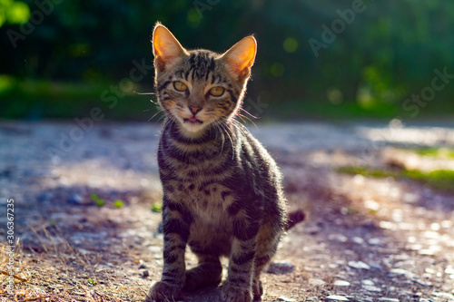 One small shorthair tabby kitten walking in garden