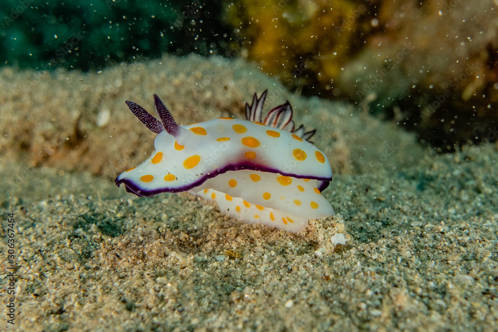 Sea slug in the Red Sea Colorful and beautiful, Eilat Israel Sea slug in the Red Sea Colorful and beautiful, Eilat Israel