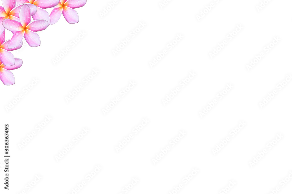 Pink plumeria flowers On a white background