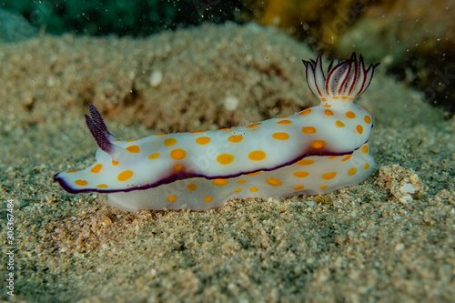 Sea slug in the Red Sea Colorful and beautiful, Eilat Israel