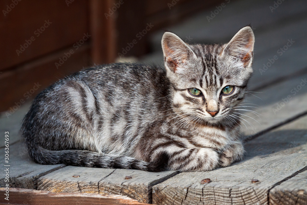 street kitten of a beautiful tiger color