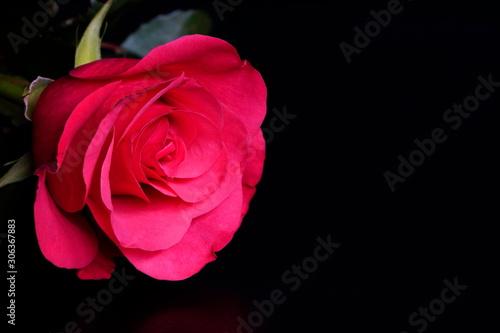 pink rose on black background with side warm light. pink flower in artificial light  black background  rose petals