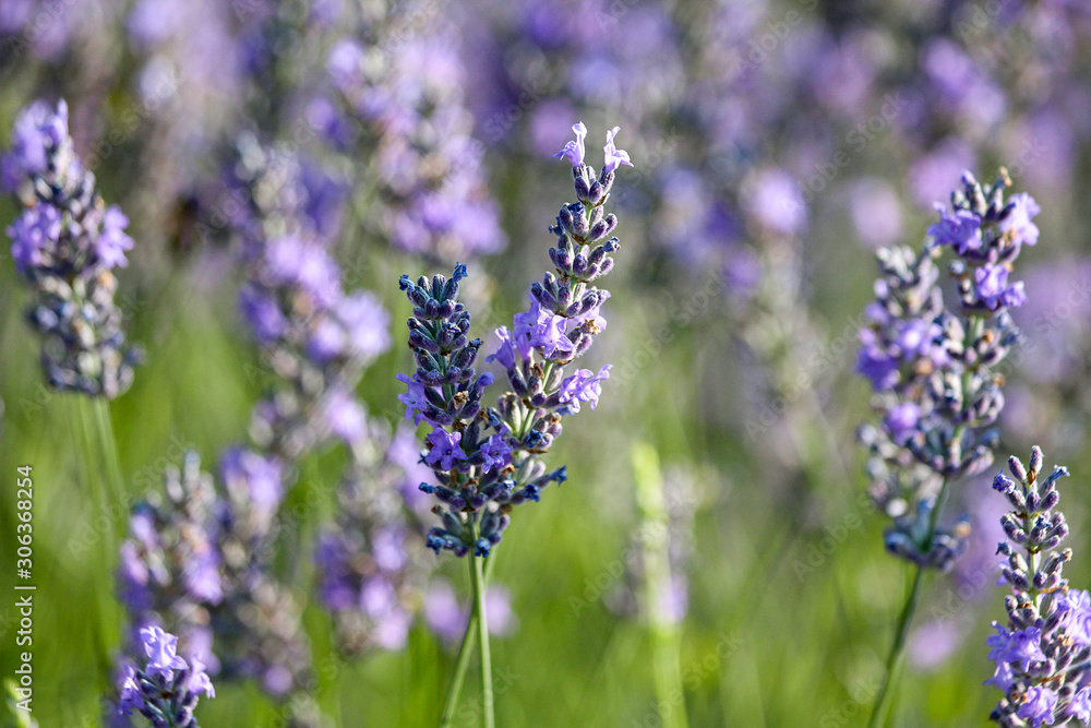 Close up lavander, beautiful violet flowers Close up lavander, beautiful violet flowers