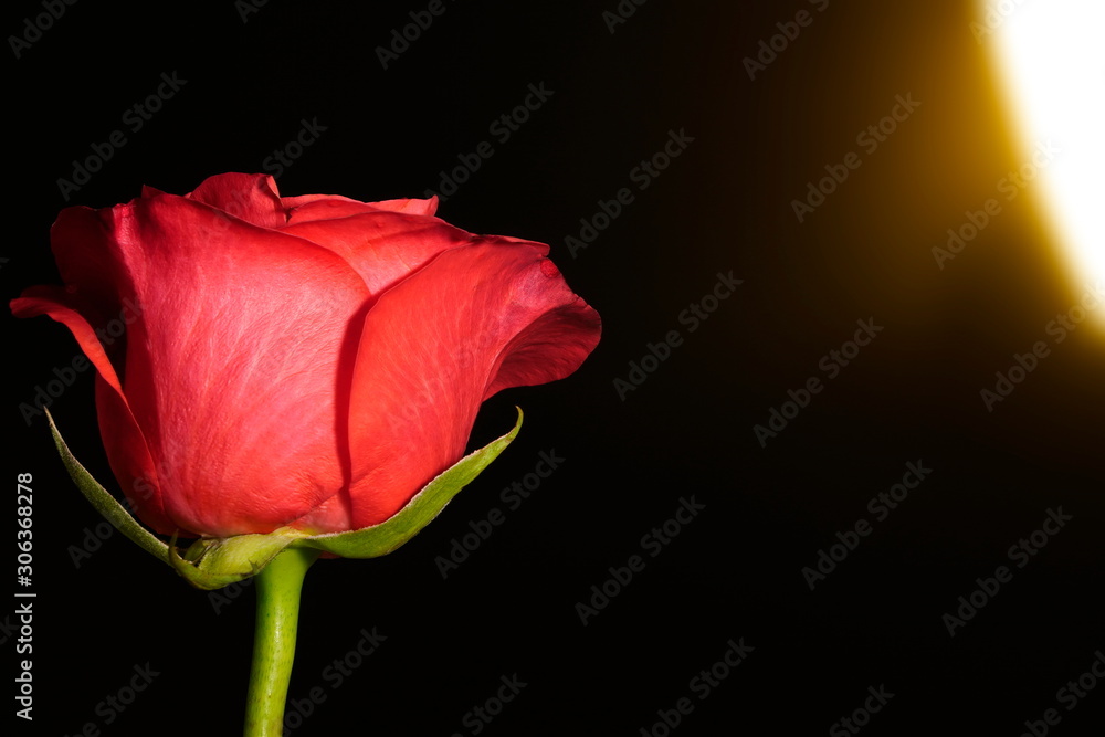 red rose on black background with strong light source on side, side view. red flower in artificial light, black background, red petals and green trun red rose on black background with strong light source on side, side view. red flower in artificial light, black background, red petals and green trun