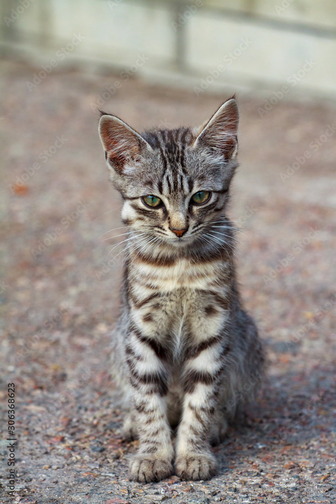 street kitten of a beautiful tiger color