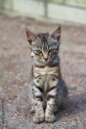 street kitten of a beautiful tiger color © mironovm