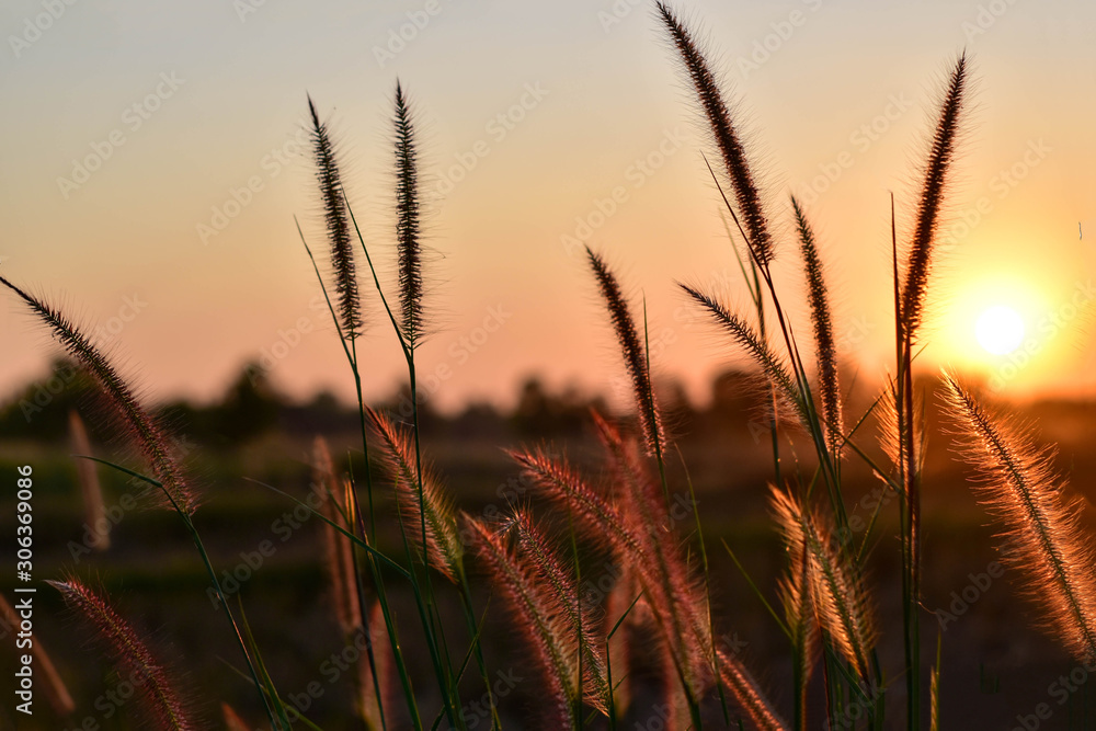 Beautiful scenery of the sunset over the flower meadow Beautiful scenery of the sunset over the flower meadow