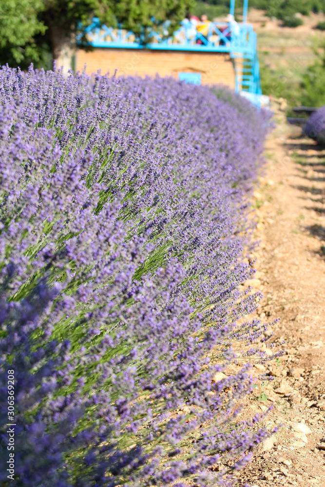 Obraz premium Landscape view of lavender field with trees in the background, lilac lavender fields surrounded by mountains
