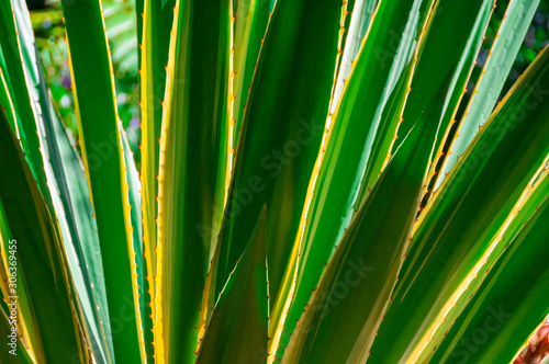 Green Cactus