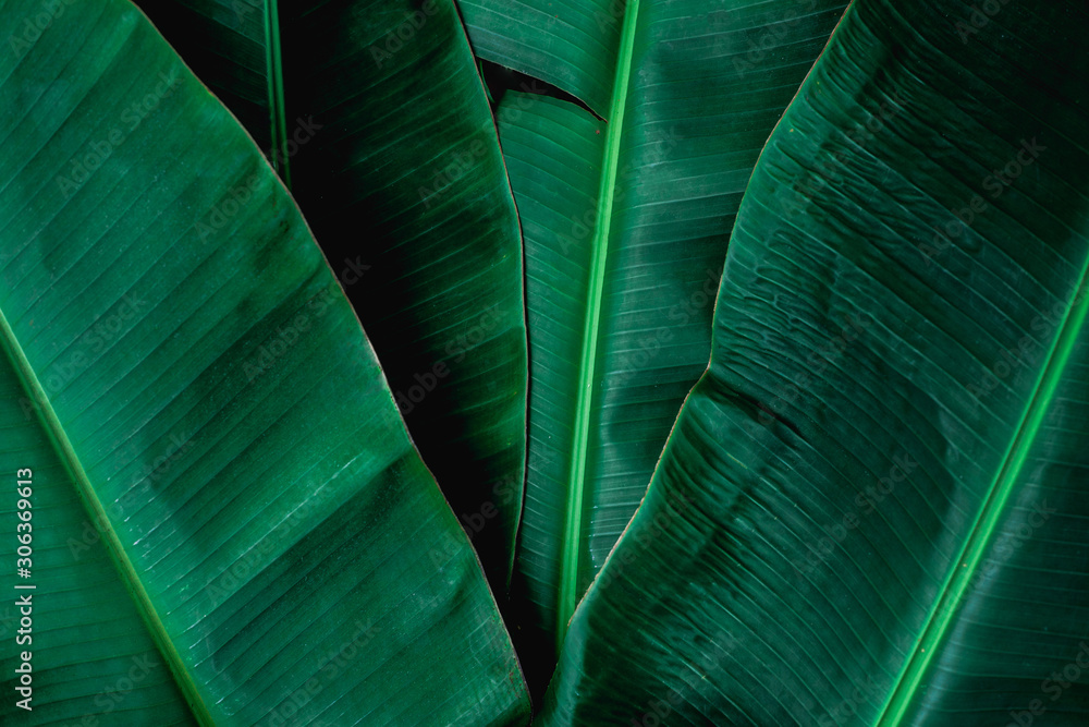 tropical banana leaf, abstract green banana leaf, large palm foliage nature dark green background - obrazy, fototapety, plakaty 