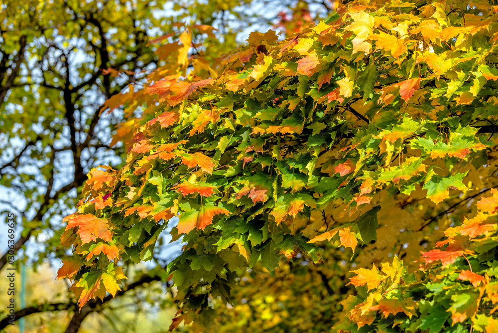 Autumn background-yellow maple leaves in the city Park Autumn background-yellow maple leaves in the city Park