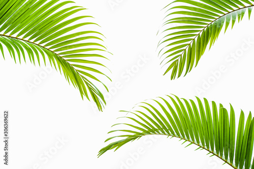 tropical and coconut leaf isolated on white background  summer background